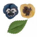 Fleur et feuilles  azyme comestible