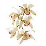 Emporte pièce orchidée x8 – Image 2