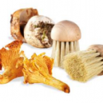 Brosse à champignons