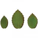 Découpoirs éjecteurs Feuille rose veiné - set de 3 - 4,5 / 5 / 5,5 CM – Image 4