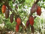 Infusion Ecorces de Fèves de Cacao vrac – Image 2
