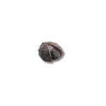 Poivre de Timut – Image 3